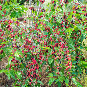 Mûrier-framboisier Loganberry dans un jardin luxuriant et fertile