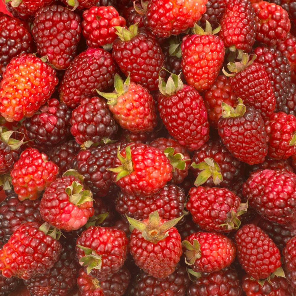 Récolte généreuse de loganberries fraîchement cueillies