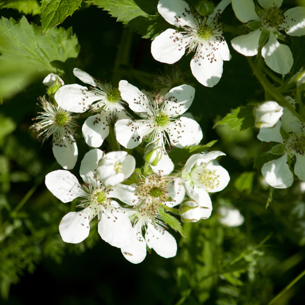 Mûrier-framboisier Loganberry en pleine floraison printanière, annonçant une récolte abondante