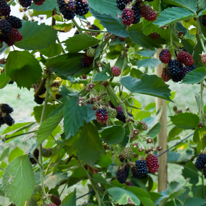 Mûrier Loch Ness dans un jardin luxuriant et fertile