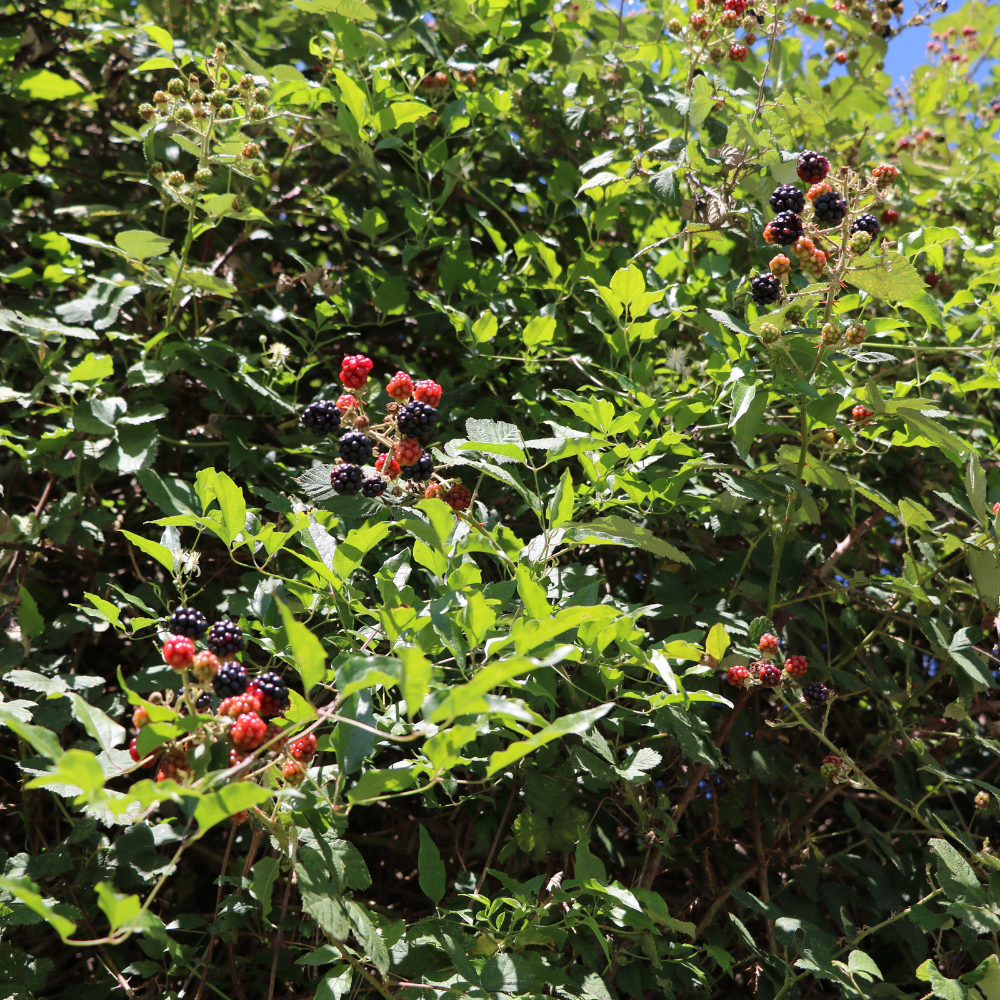 Mûrier Oregon planté dans un sol fertile, produisant une abondance de fruits