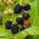 Mûres Thornfree bien mûres sur un arbuste dans un jardin ensoleillé