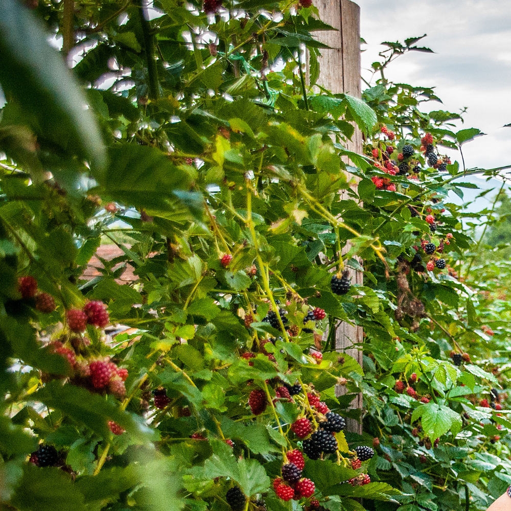 Mûrier Thornfree planté dans un sol fertile, produisant une abondance de fruits