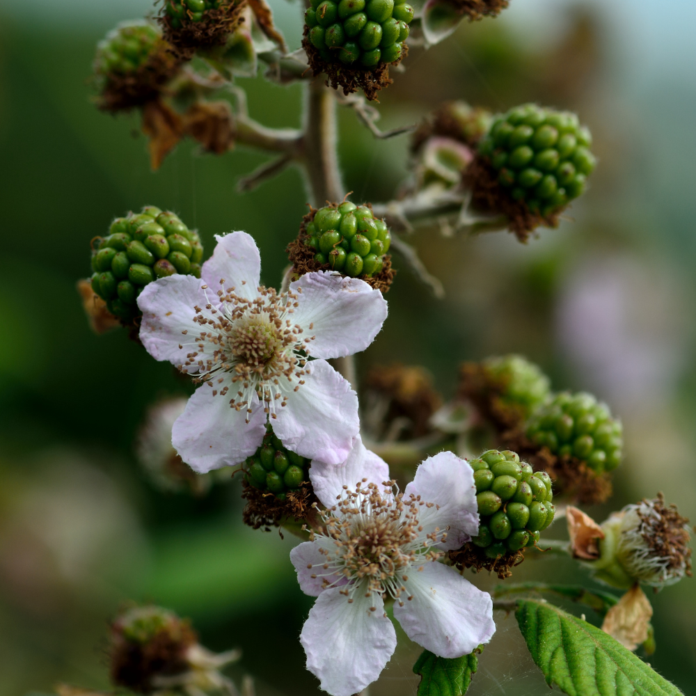 Mûrier Thornfree en pleine floraison printanière, annonçant une récolte abondante