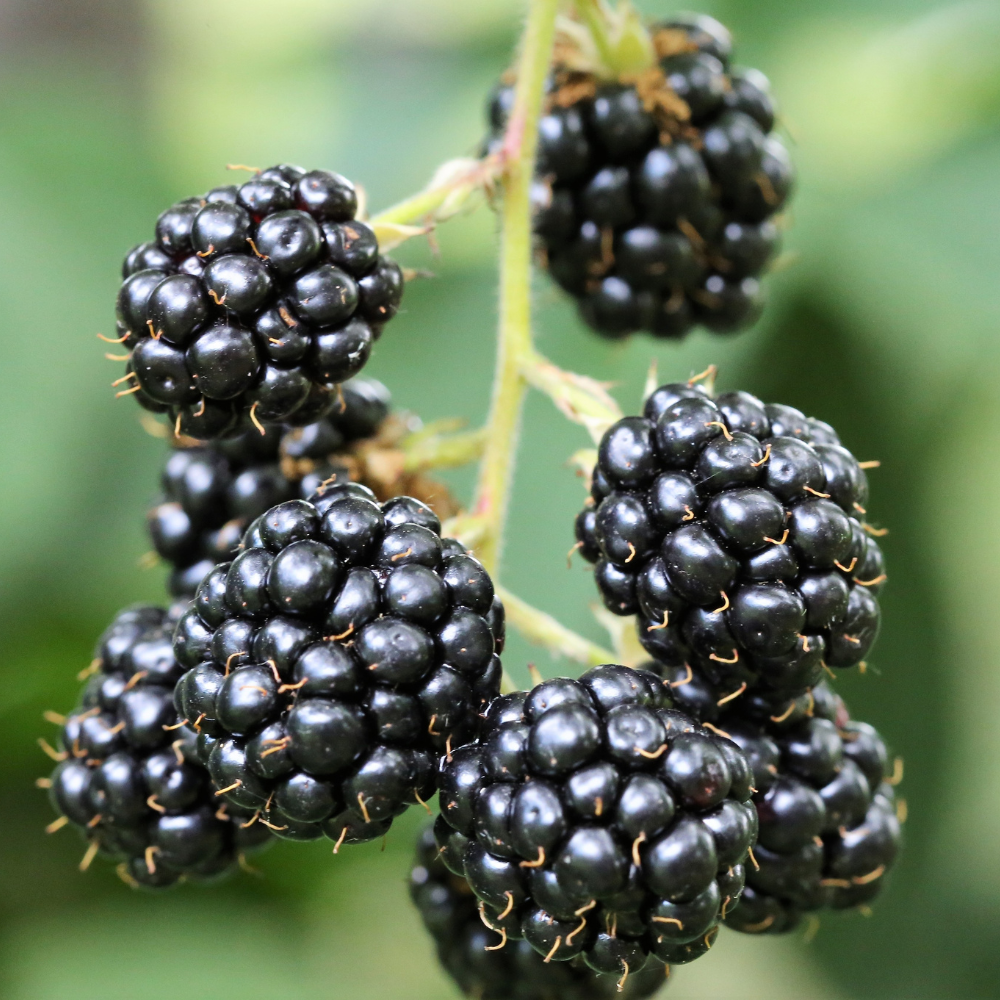 Mûres Thornless Evergreen bien mûres, à la peau noire et brillante, prêtes à être cueillies dans un jardin ensoleillé, sans épines pour une récolte facile.
