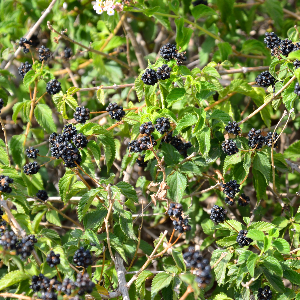 Mûrier Thornless Evergreen sans épines, planté dans un sol bien drainé, produisant des fruits sucrés et légèrement acidulés, parfaits pour des confitures, desserts ou collations.
