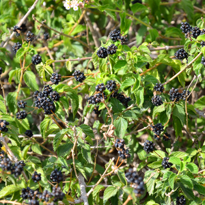 Mûrier Thornless Evergreen sans épines, planté dans un sol bien drainé, produisant des fruits sucrés et légèrement acidulés, parfaits pour des confitures, desserts ou collations.
