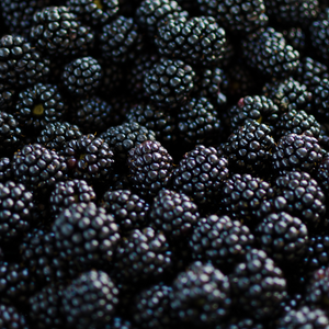 Récolte abondante de mûres Thornless Evergreen, idéales pour des tartes, confitures et desserts frais.
