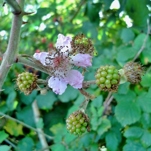 Mûrier Thornless Evergreen en pleine floraison, promettant une généreuse récolte de mûres noires et juteuses.
