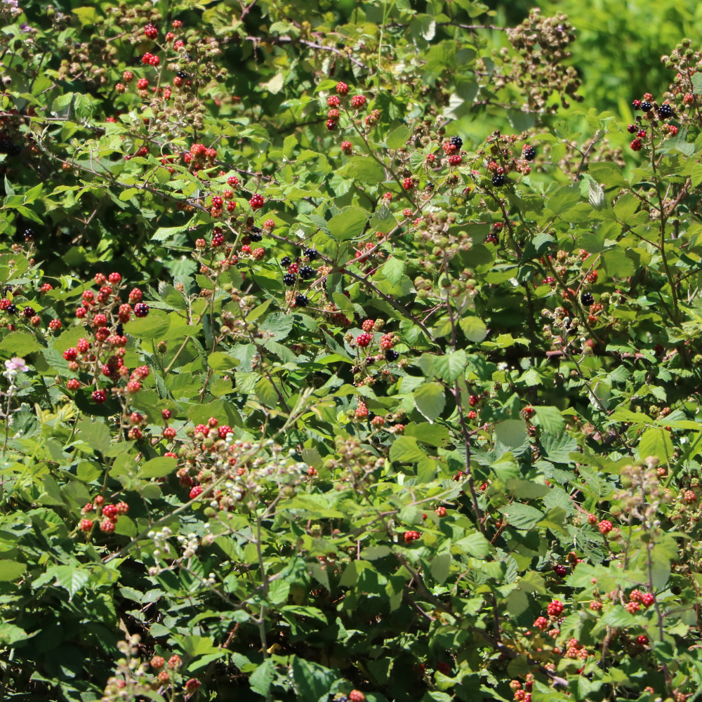 Mûrier Triple Crown planté dans un sol fertile, produisant une abondance de fruits noirs brillants