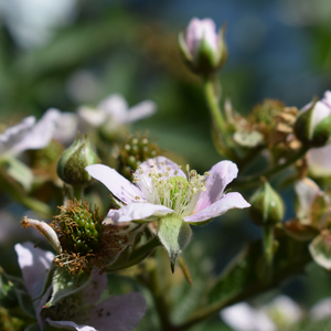 Mûrier Triple Crown en pleine floraison printanière, annonçant une récolte exceptionnelle de fruits juteux