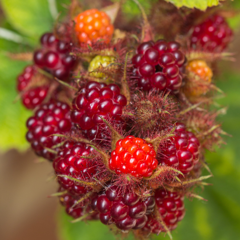 Fruits du mûrier du Japon bien mûrs, rouge foncé à violet, prêts à être récoltés dans un jardin ensoleillé.
