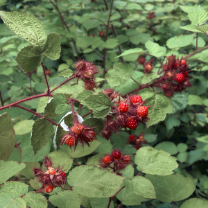 Framboisier japonais planté dans un sol bien drainé, produisant des fruits sucrés et légèrement acidulés, parfaits pour la consommation fraîche ou en confiture.
