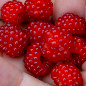 Récolte généreuse de fruits du mûrier du Japon, idéaux pour des desserts, tartes ou à savourer directement.
