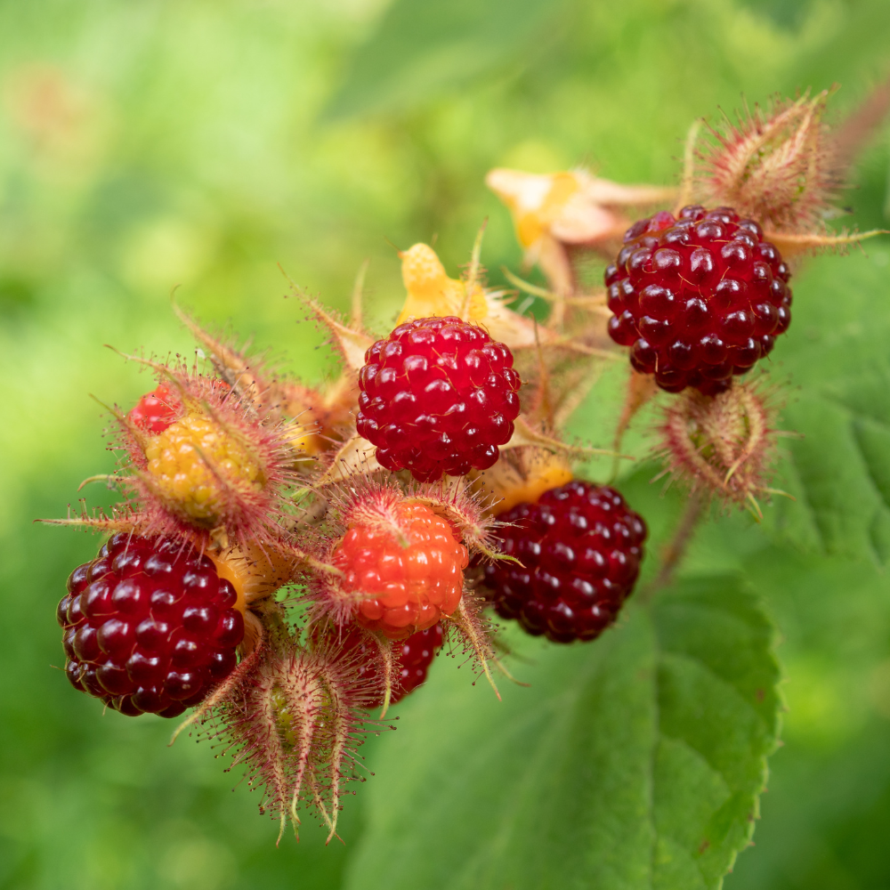 Fruits du framboisier japonais bien mûrs, rouge foncé à violet, prêts à être récoltés dans un jardin ensoleillé.
