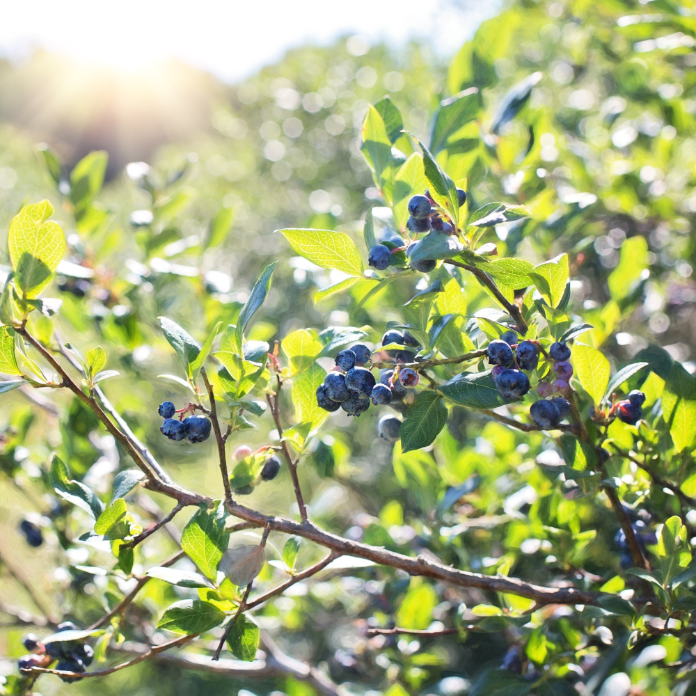 Myrtillier Blue Crop planté dans un sol acide et bien drainé, produisant une abondance de fruits juteux et sucrés.
