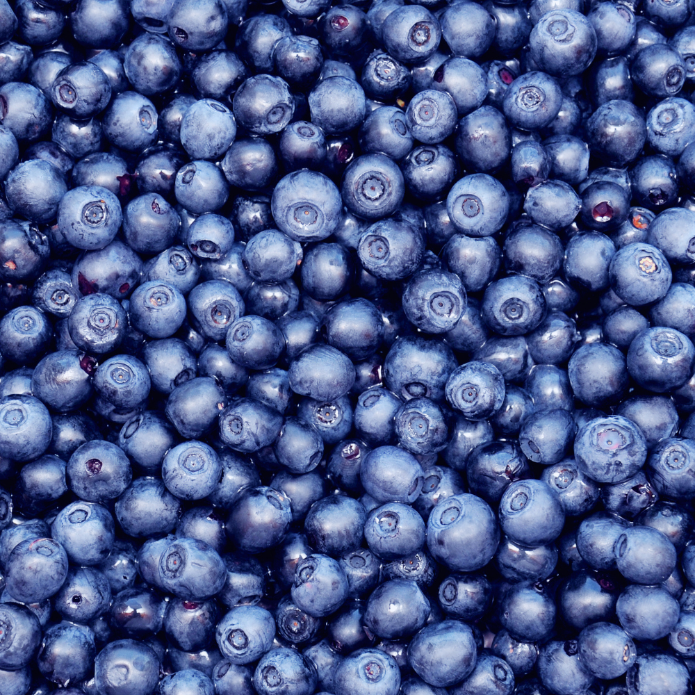 Récolte généreuse de myrtilles Blue Crop fraîchement cueillies, parfaites pour des desserts et smoothies.