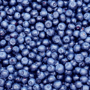 Récolte généreuse de myrtilles Blue Crop fraîchement cueillies, parfaites pour des desserts et smoothies.