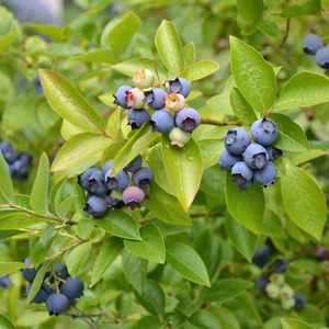 Myrtillier Blue Gold planté dans un sol bien drainé, produisant des fruits sucrés et légèrement acidulés, parfaits pour la consommation fraîche ou en confiture.
