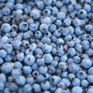 Récolte abondante de myrtilles Blue Gold, idéales pour des desserts, smoothies ou collations saines.
