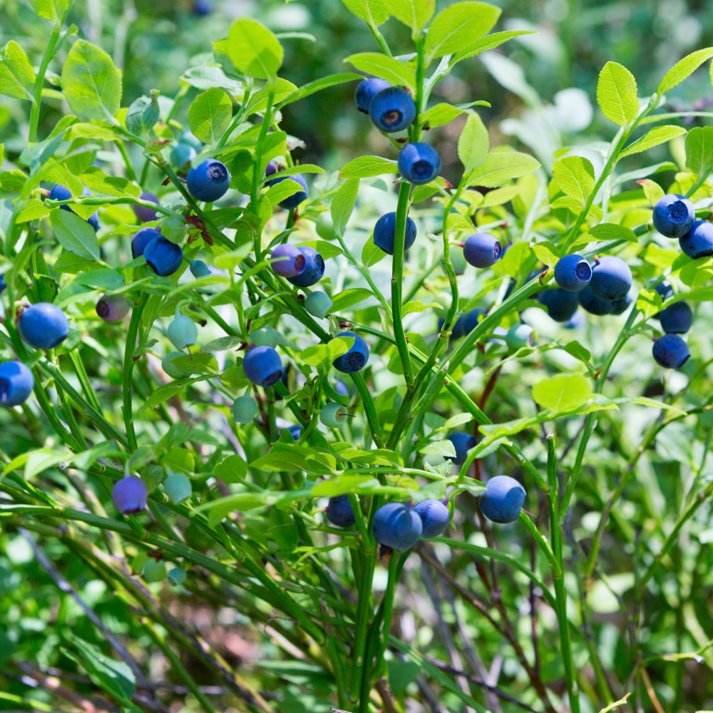 Myrtillier Denise Blue planté dans un sol acide et bien drainé, produisant une abondance de fruits sucrés et juteux.
