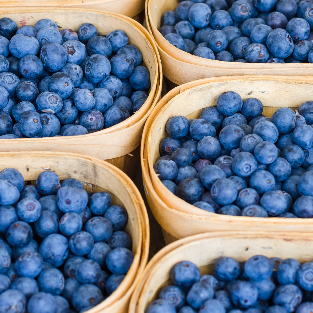 Récolte généreuse de myrtilles Denise Blue fraîchement cueillies, parfaites pour des desserts gourmands et des smoothies.
