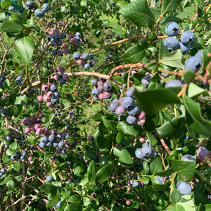 Myrtillier Goldtraube planté dans un sol acide et bien drainé, produisant une abondance de fruits sucrés et juteux.