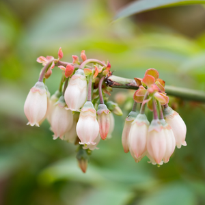 Myrtillier Goldtraube en pleine floraison printanière, annonçant une récolte abondante de baies savoureuses.
