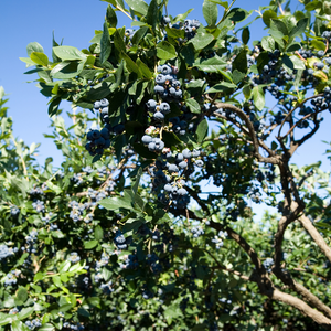 Myrtillier Hardy Blue planté dans un sol acide et bien drainé, produisant des fruits sucrés et résistants.
