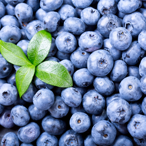 Récolte généreuse de myrtilles Hardy Blue fraîchement cueillies, parfaites pour des desserts, smoothies et confitures.
