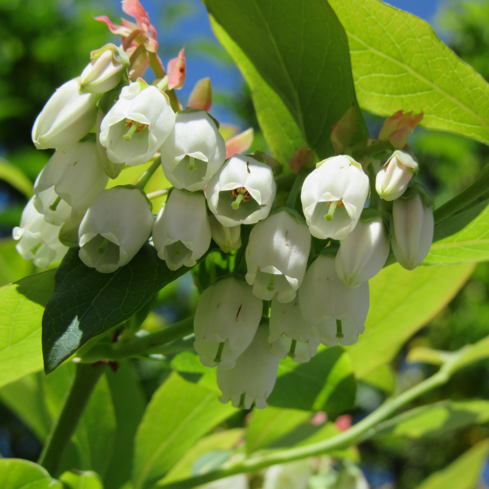 Myrtillier Hardy Blue en pleine floraison printanière, promettant une récolte abondante de baies savoureuses.