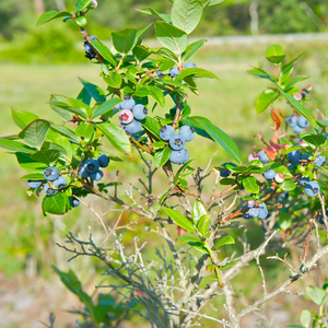 Myrtillier Jersey planté dans un sol acide et bien drainé, produisant des fruits sucrés et juteux.
