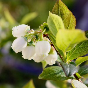 Myrtillier Jersey en pleine floraison printanière, annonçant une abondante récolte de baies savoureuses.
