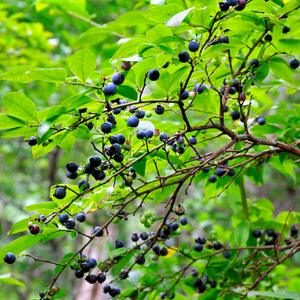 Myrtillier Meader planté dans un sol acide et bien drainé, produisant une abondance de fruits sucrés et juteux.
