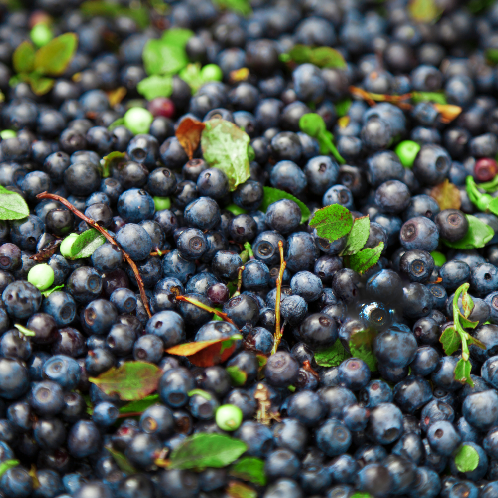 Récolte généreuse de myrtilles Meader fraîchement cueillies, idéales pour des desserts, smoothies et confitures.
