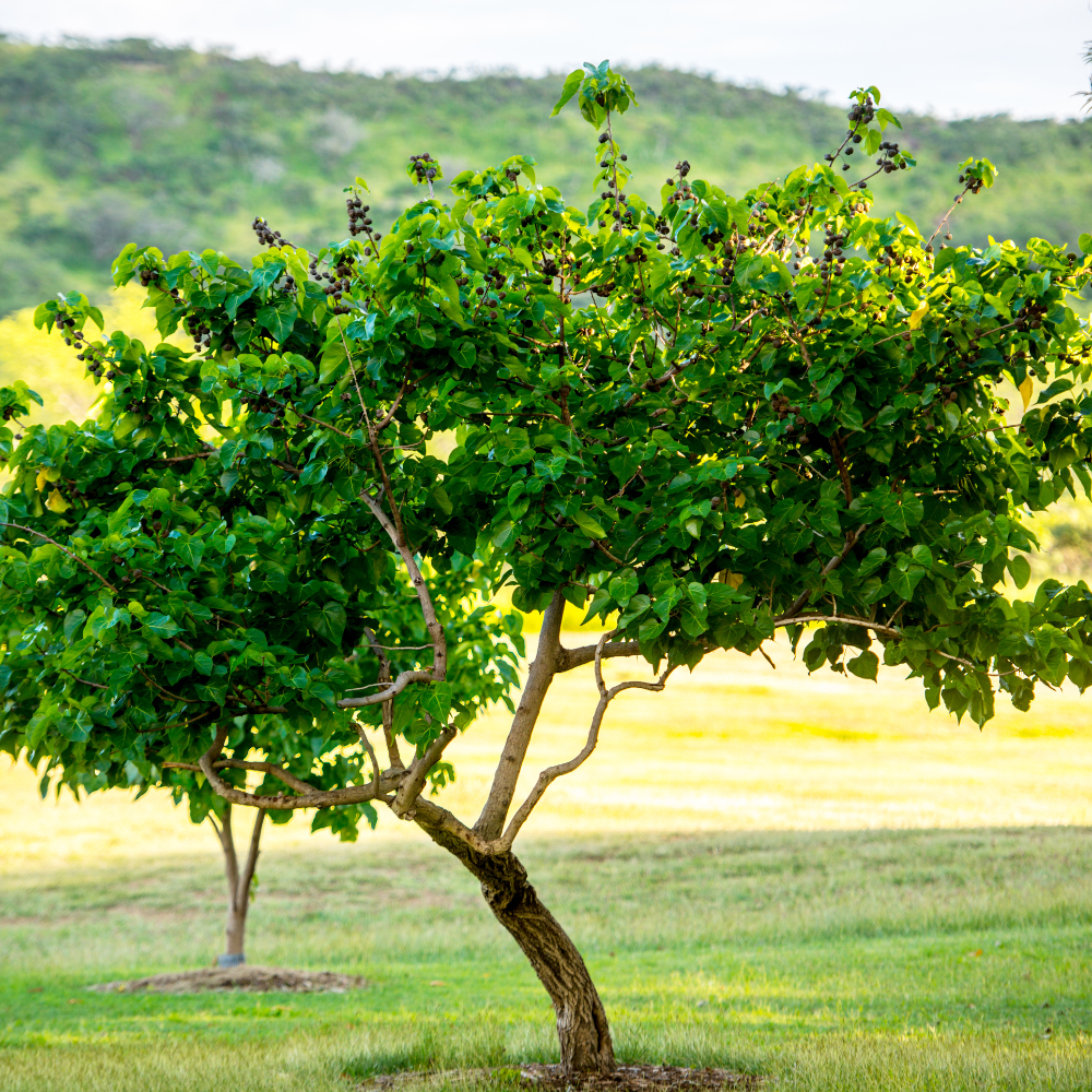 Myrtillier Meader planté dans un sol acide et bien drainé, produisant une abondance de fruits sucrés et juteux.
