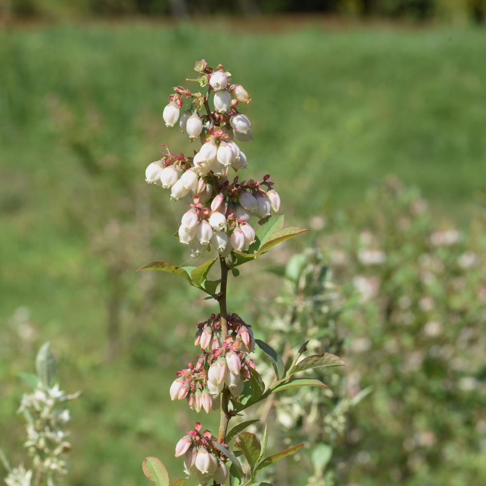 Myrtillier Meader en pleine floraison printanière, promettant une récolte abondante de baies savoureuses.
