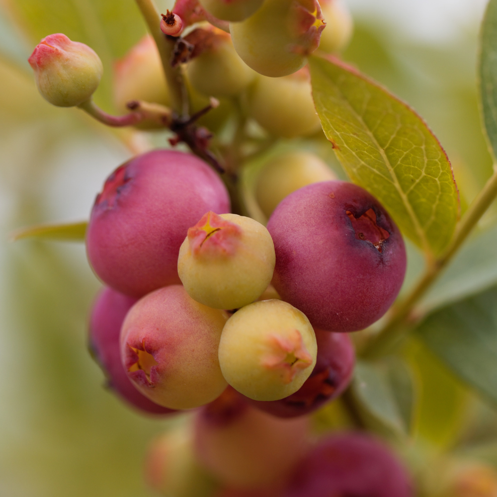 Myrtilles Pink Berry bien mûres, d'un rose pâle éclatant, prêtes à être cueillies dans un jardin ensoleillé, offrant une saveur douce et légèrement acidulée.
