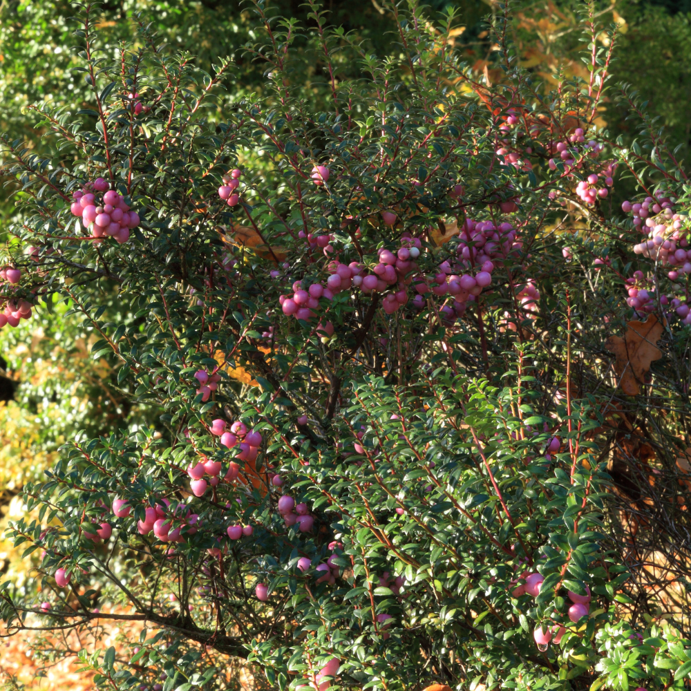 Myrtillier Pink Berry planté dans un sol bien drainé, produisant des fruits sucrés et parfumés, parfaits pour la consommation fraîche ou en confiture.
