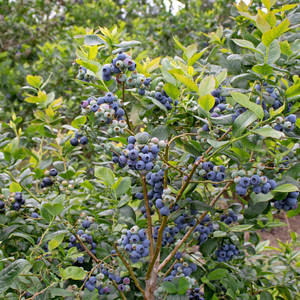 Myrtillier Spartan planté dans un sol acide et bien drainé, produisant une abondance de fruits sucrés et juteux.
