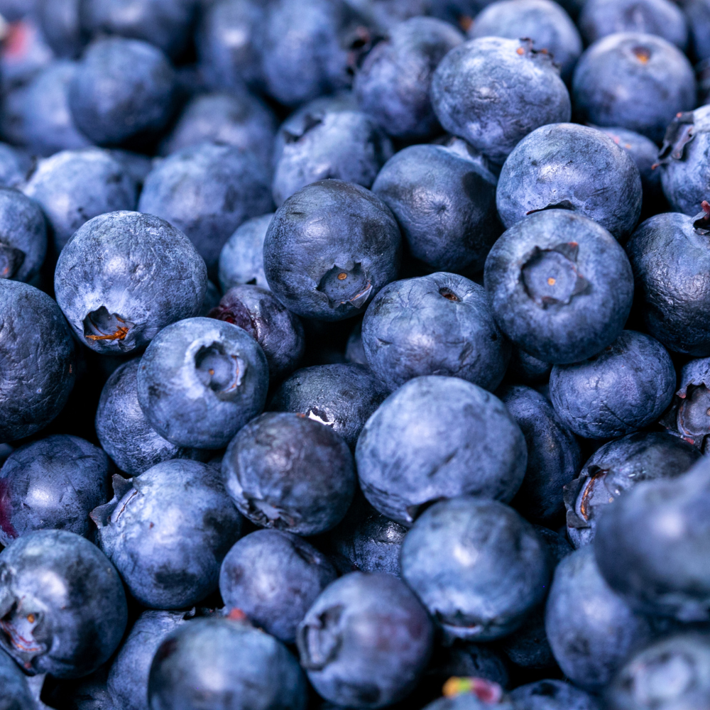 Récolte généreuse de myrtilles Spartan fraîchement cueillies, parfaites pour des desserts, smoothies et confitures.
