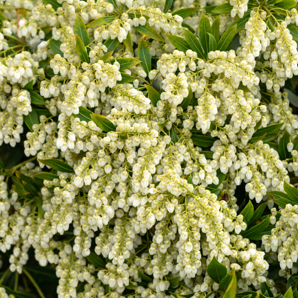 Myrtillier Spartan en pleine floraison printanière, annonçant une récolte abondante de baies savoureuses.
