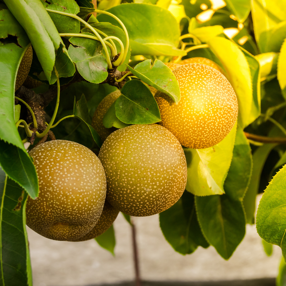 Fruits du nashier bien mûrs sur un arbre dans un verger ensoleillé