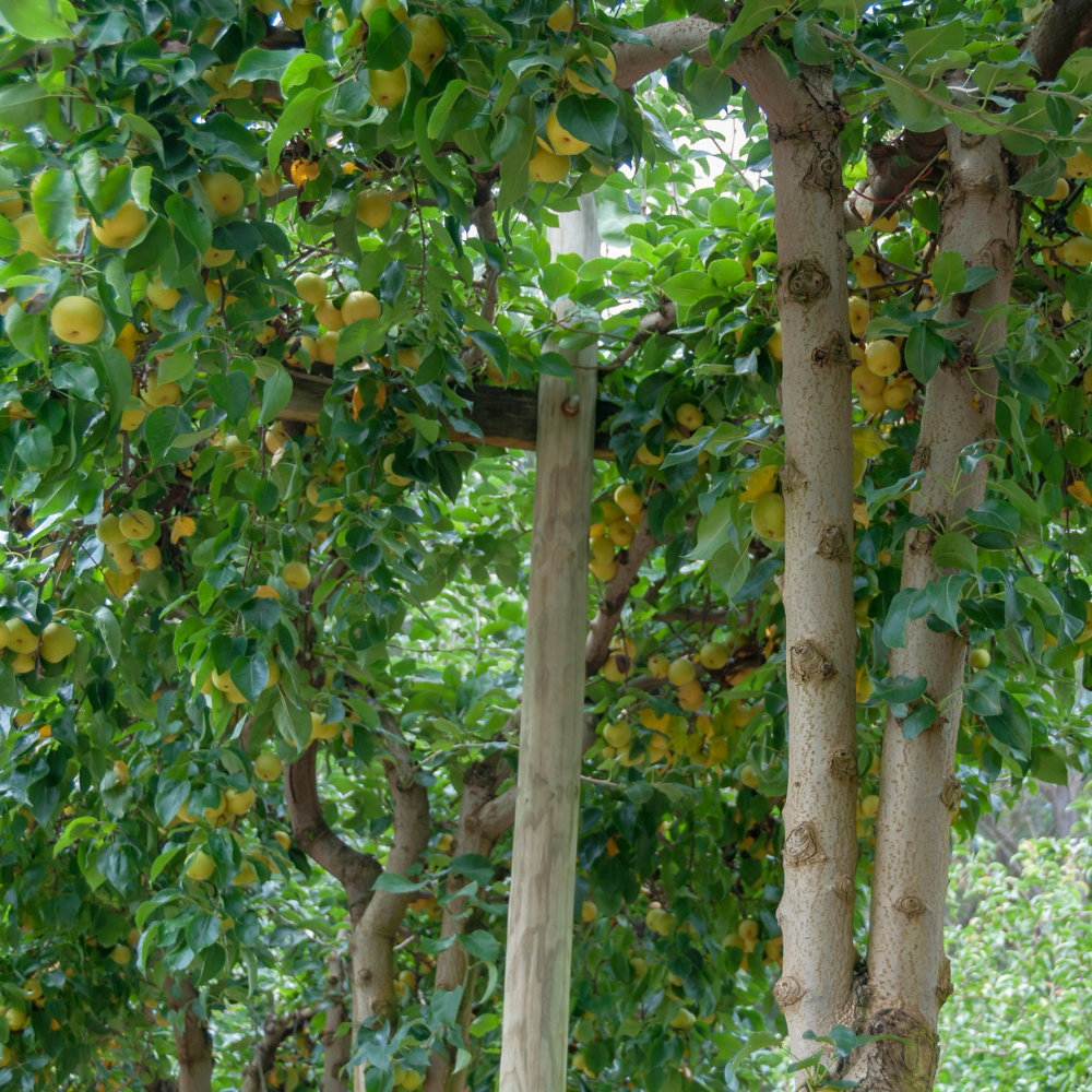 Nashier planté dans un sol fertile, produisant une abondance de poires croquantes et juteuses