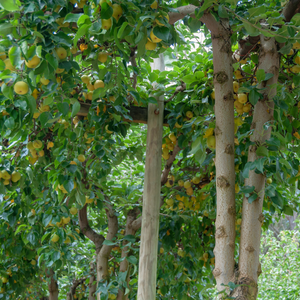 Nashier planté dans un sol fertile, produisant une abondance de poires croquantes et juteuses