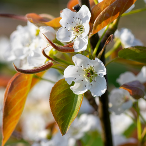 Nashier en pleine floraison printanière, annonçant une récolte exceptionnelle de poires délicieuses