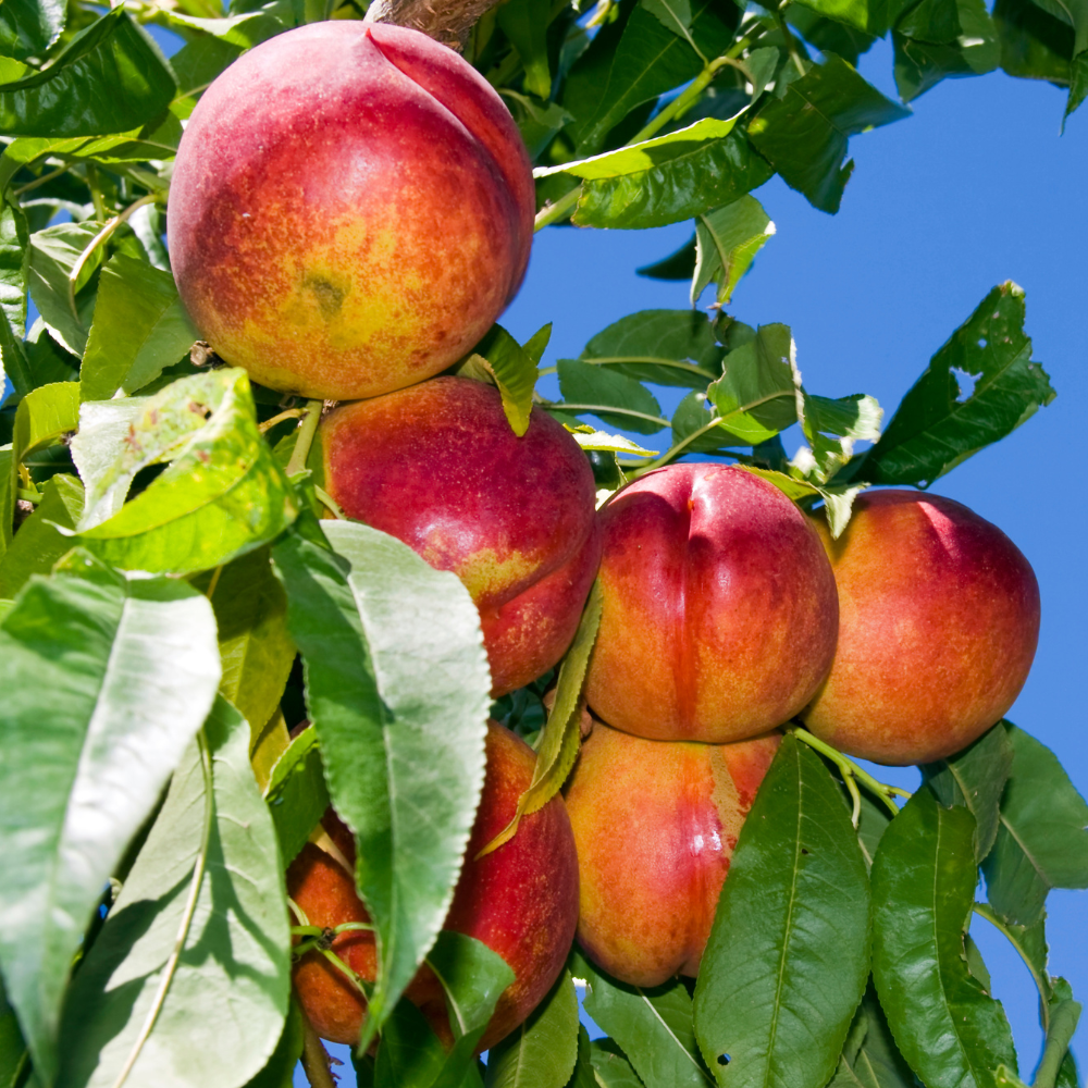 Nectarines Fantasia bien mûres sur un arbre dans un verger ensoleillé