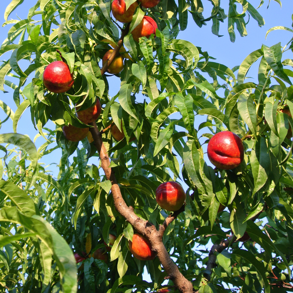 Nectarinier Fantasia planté dans un sol fertile, produisant une abondance de fruits rouges et jaunes