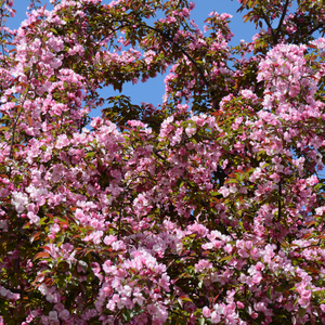 Nectarinier Fantasia en pleine floraison printanière, annonçant une récolte exceptionnelle de nectarines juteuses