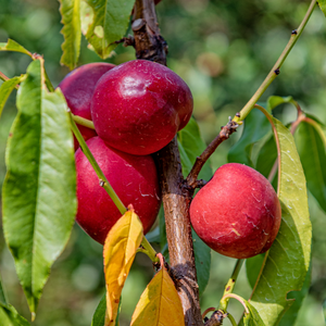 Nectarines Morton bien mûres sur un arbre dans un verger ensoleillé